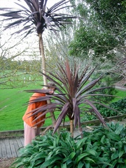 Epiphryne verriculata