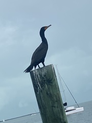 Phalacrocorax auritus image