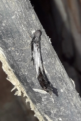 Lymexylidae