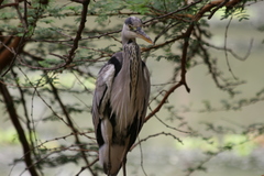 Ardea cinerea