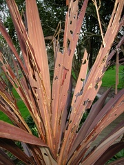 Epiphryne verriculata