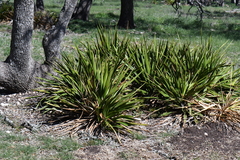 Yucca rupicola