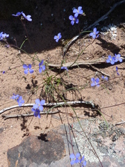 Heliophila macowaniana