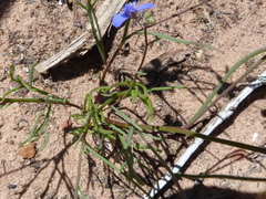 Heliophila macowaniana