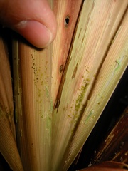 Epiphryne verriculata