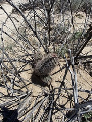 Mammillaria hutchisoniana hutchisoniana