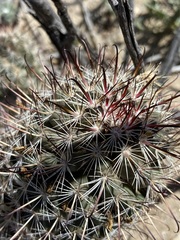 Mammillaria hutchisoniana hutchisoniana