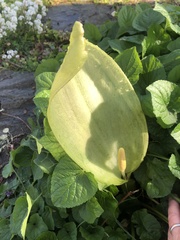 Arum italicum