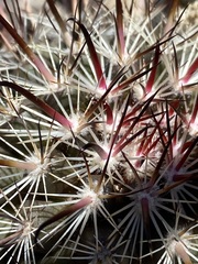 Mammillaria hutchisoniana hutchisoniana