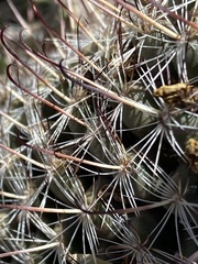 Mammillaria hutchisoniana hutchisoniana