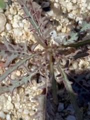 Eulobus