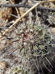 Mammillaria hutchisoniana hutchisoniana