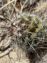 Mammillaria hutchisoniana hutchisoniana