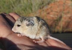 Malacothrix typica
