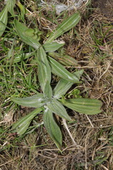 Plantago media