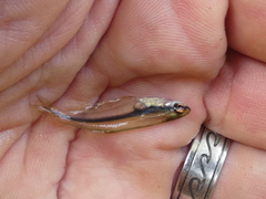 Phenagoniates macrolepis