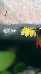 Coccinella septempunctata