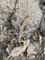 Paruroctonus variabilis