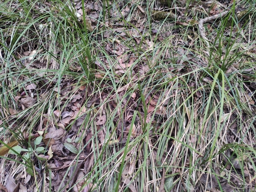 Carex teinogyna iNat (2)