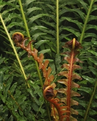 Neoblechnum brasiliense