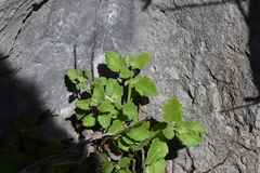 Perityle lindheimeri