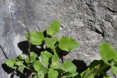 Perityle lindheimeri