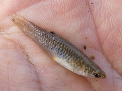 Poecilia caucana