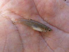 Poecilia caucana