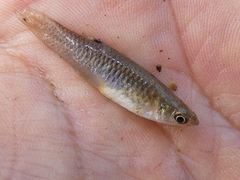 Poecilia caucana