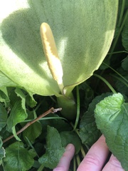 Arum italicum