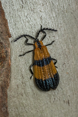 Calopteron reticulatum