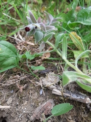 Nonea vesicaria