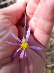 Galatella aragonensis