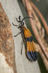 Calopteron reticulatum