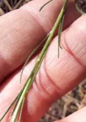 Galatella aragonensis