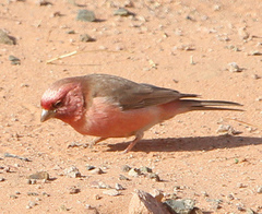 Carpodacus synoicus