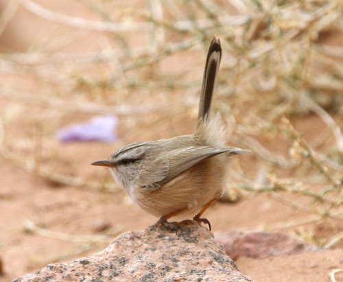 Scrub Warbler