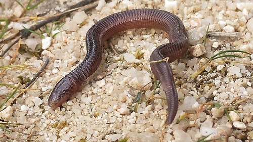 Central Iberian Worm Lizard