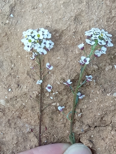 Lobularia maritima subsp. maritima image