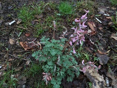 Corydalis glaucescens