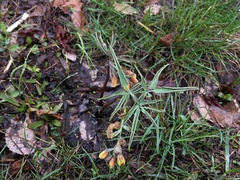 Gymnospermium altaicum