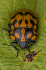 Pachycoris klugii