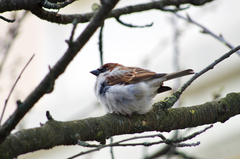 Passer domesticus
