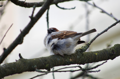 Passer domesticus
