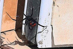 Latrodectus mirabilis