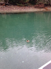 Mesocentrotus franciscanus