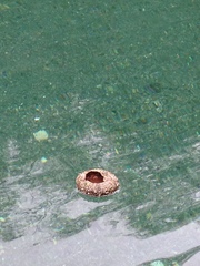 Mesocentrotus franciscanus