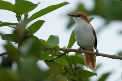 Certhiaxis mustelinus