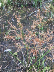 Juncus nodatus