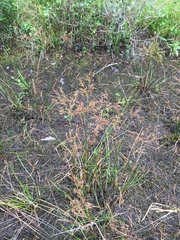 Juncus nodatus
